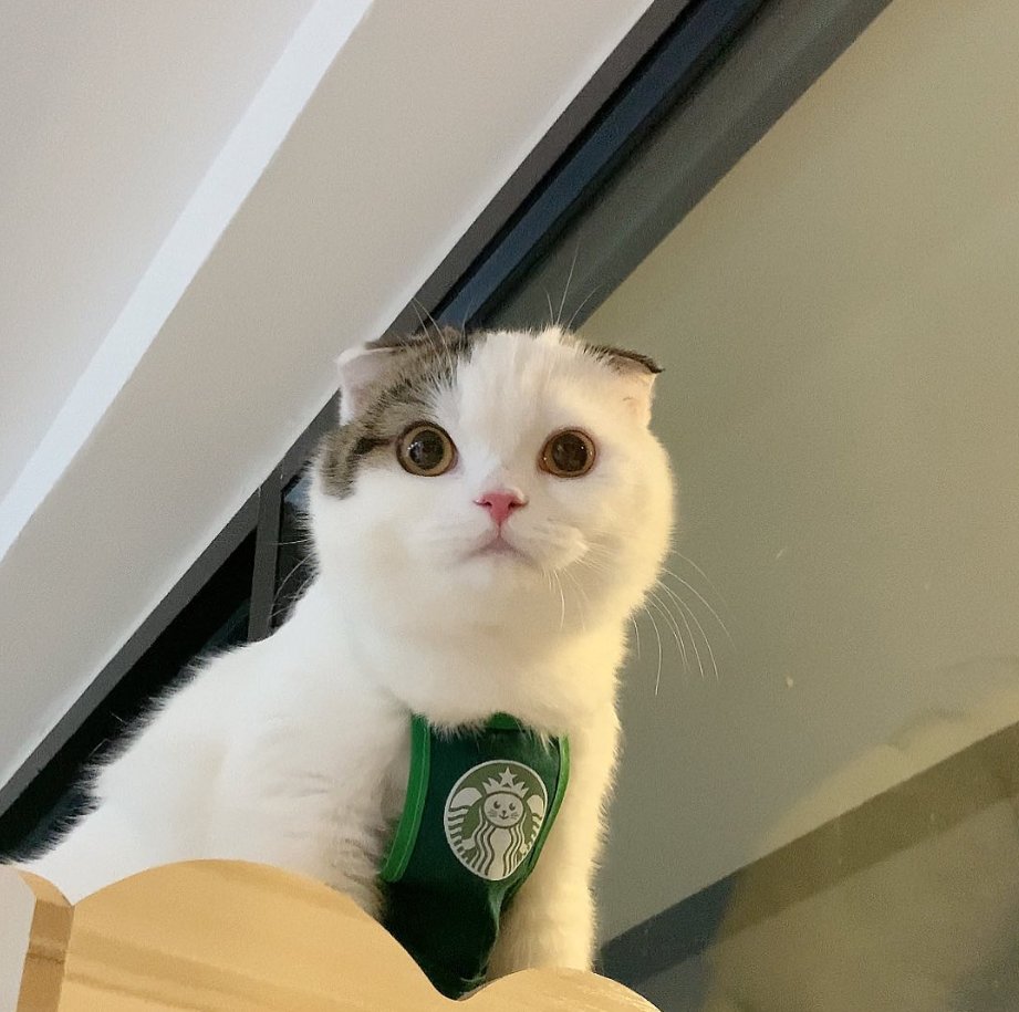 CatWorkers's tweet photo. https://t.co/ncZYlHEEiV