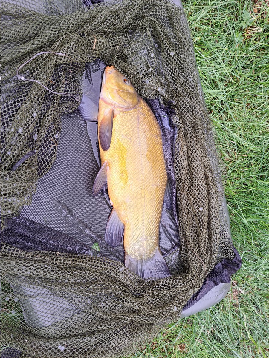 andy_the_angler's tweet photo. No #carp but put the little #floatrod out caught 3 #tench https://t.co/l4vRXN37LC