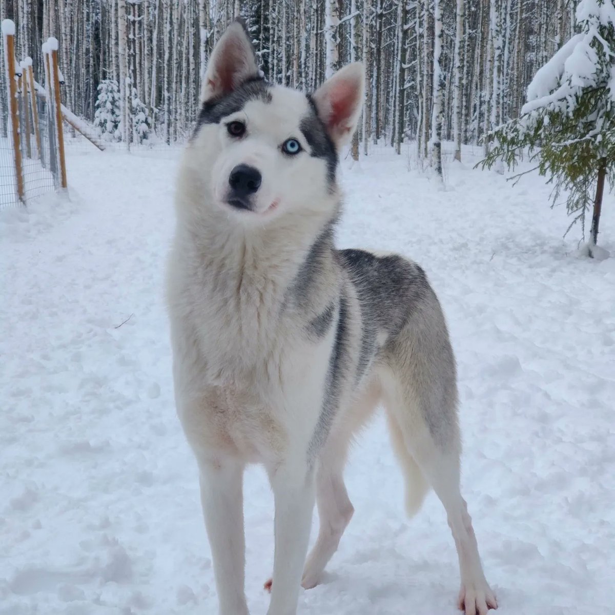 More baby related tweets. Our #husky girl Nukka is having #pupppies in few weeks with handsome boy called Pampula. I can't wait to see them. #siberianhusky #siberianhuskypuppy