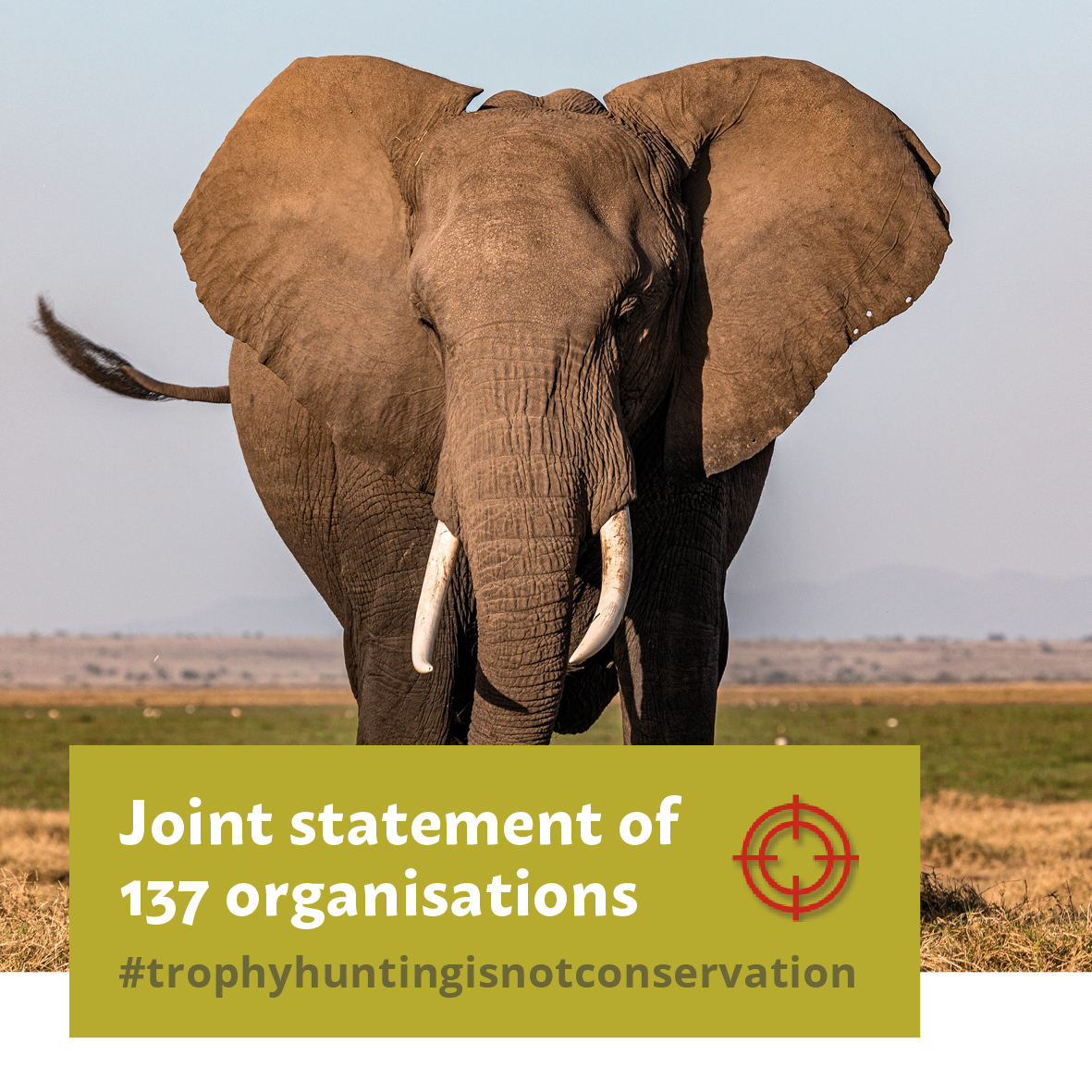 ffw_ch's tweet image. Ban trophy hunting!
#trophyhuntingisnotconservation #handsoffivory