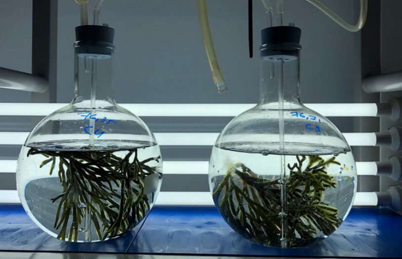 IPac. Acuicultura tweet media