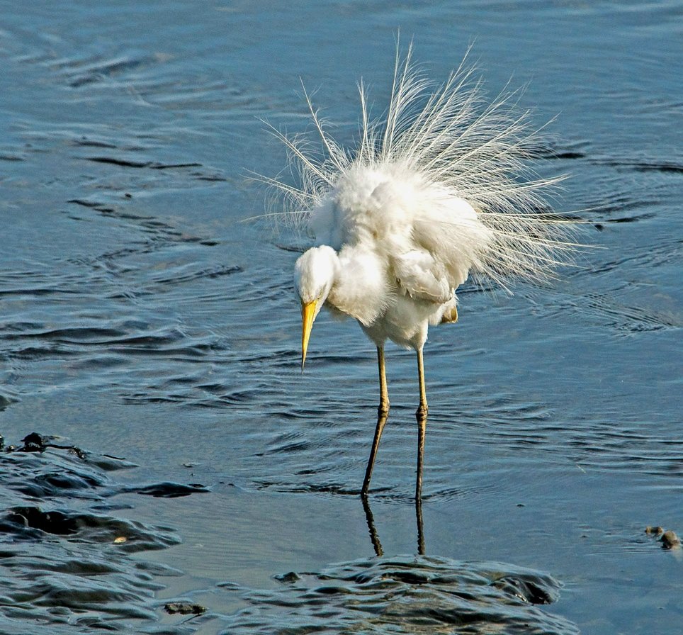 Egret of the Day.