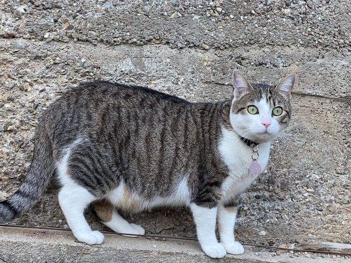 Tona se perdió el 29 de abril, por la zona de Can Mas (Piera).Barcelona-españa
Tenía un collar antiahogo una placa con su nombre y número de teléfono de referencia. Gatita hembra, atigrada y blanca, esterilizada.
Comparte, difunde y ayúda a Tona a volver con su familia
667881830