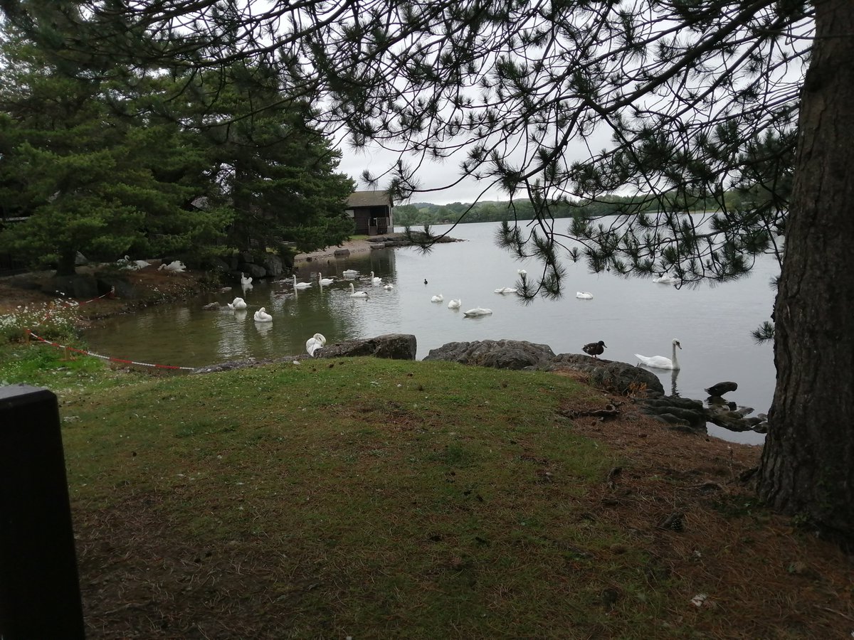 hazelhughes8's tweet photo. Swan party on the lake this morning #pinelake #diamondresorts https://t.co/aK1AVMRxxC