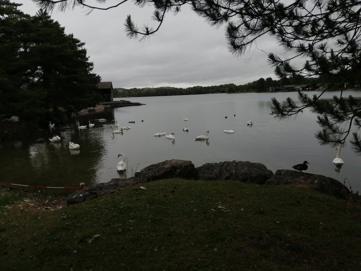 hazelhughes8's tweet photo. Swan party on the lake this morning #pinelake #diamondresorts https://t.co/aK1AVMRxxC