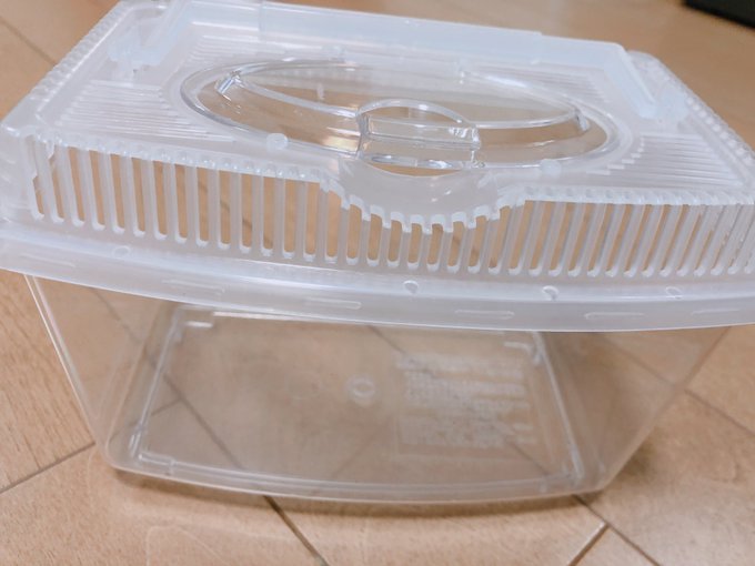 もー!お兄ちゃん!!

また私のカブトムシ食べたでしょ!
名前書いておいたのに〜!! 