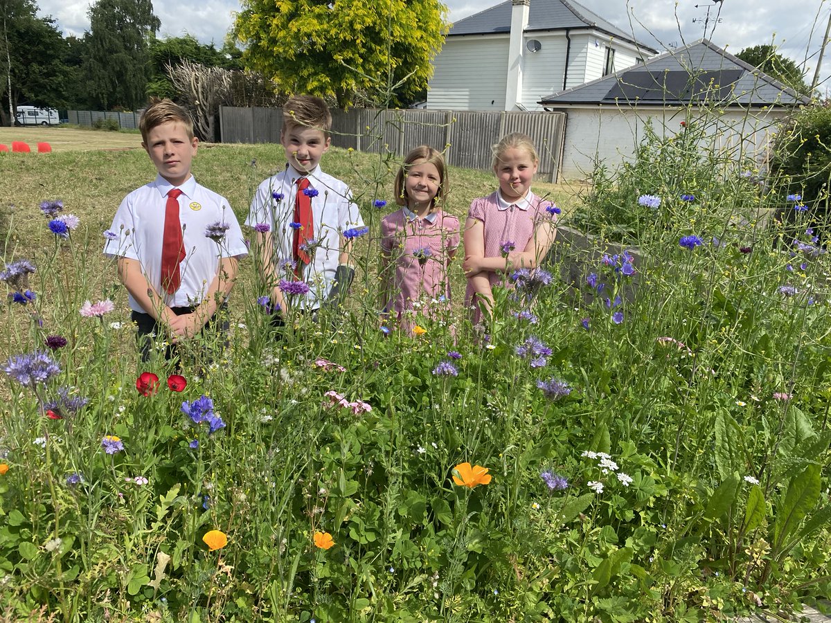 Our JuBEElee Meadow is 'blooming marvellous'🌺🌼🌸We've started to welcome a whole host of minibeast visitors too!🦋🐝🐞🕷️🦗🐜 We're so proud that our #RSPBWildChallenge and #meadowsong projects have been such a success and so very enjoyable!🎵🎶😊