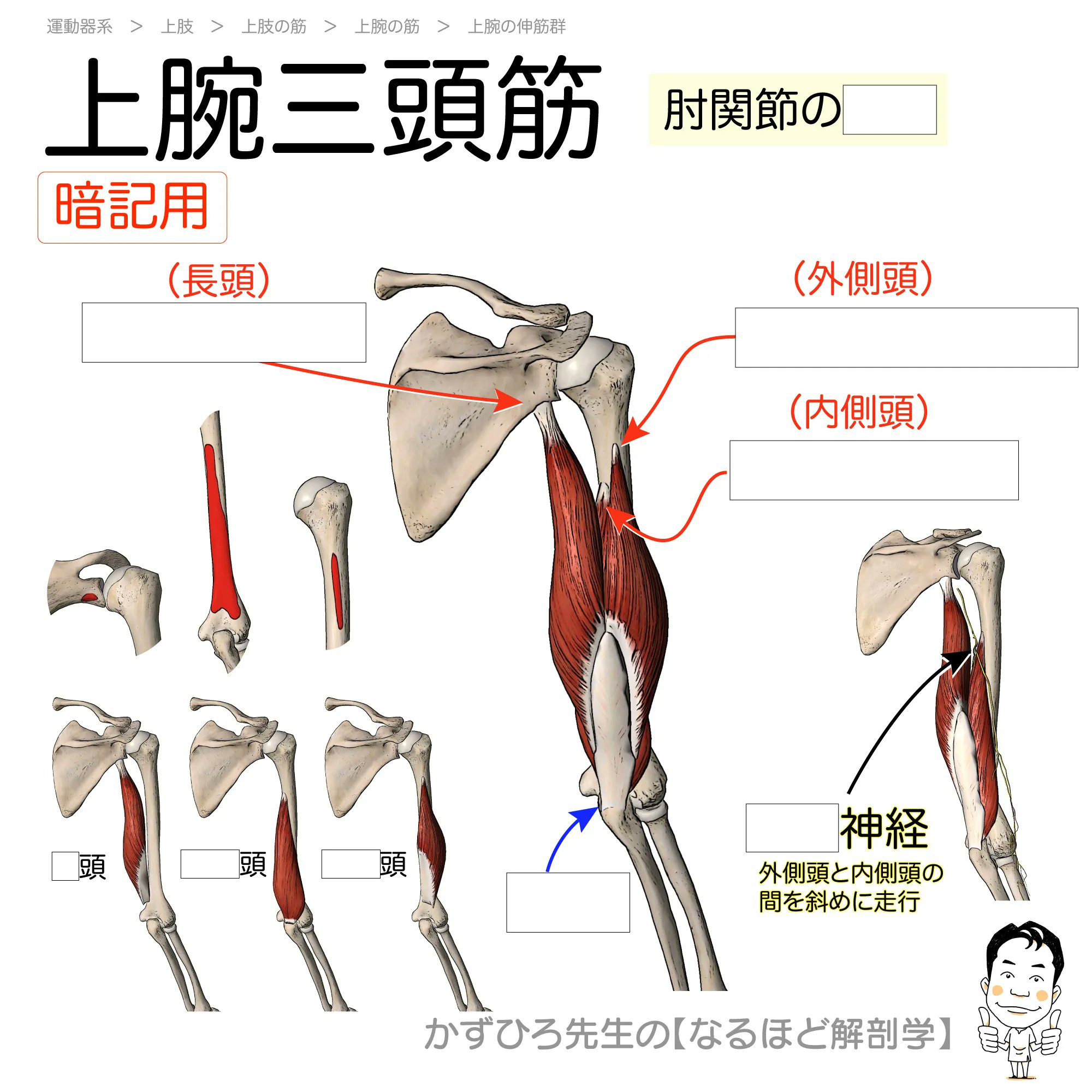 黒澤一弘（かずひろ）解剖学IT教育・指圧師・ラダック on X