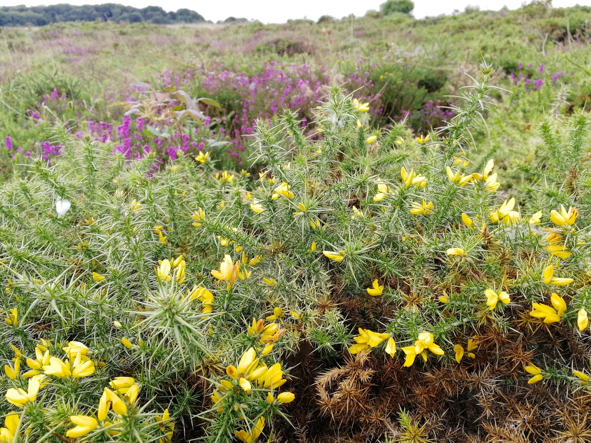 Andy Elliott (@wildfiretacad) on Twitter photo Spent yesterday doing hourly fuel samples of heather and Gorse with <a href="/ClaireMBelcher/">Prof. Claire M Belcher</a> for <a href="/UofE_Research/">Research at Exeter</a> and <a href="/ukfdrs/">Toward a UK Fire Danger Rating System</a>. Weather, fuel moisture content, ignitability and flammability all recorded on the hour from 09:00 until 18:00. <a href="/FirebreakSvcs/">Michael</a> <a href="/essexforester/">Rob Gazzard</a> Spent yesterday doing hourly fuel samples of heather and Gorse with <a href="/ClaireMBelcher/">Prof. Claire M Belcher</a> for <a href="/UofE_Research/">Research at Exeter</a> and <a href="/ukfdrs/">Toward a UK Fire Danger Rating System</a>. Weather, fuel moisture content, ignitability and flammability all recorded on the hour from 09:00 until 18:00. <a href="/FirebreakSvcs/">Michael</a> <a href="/essexforester/">Rob Gazzard</a>