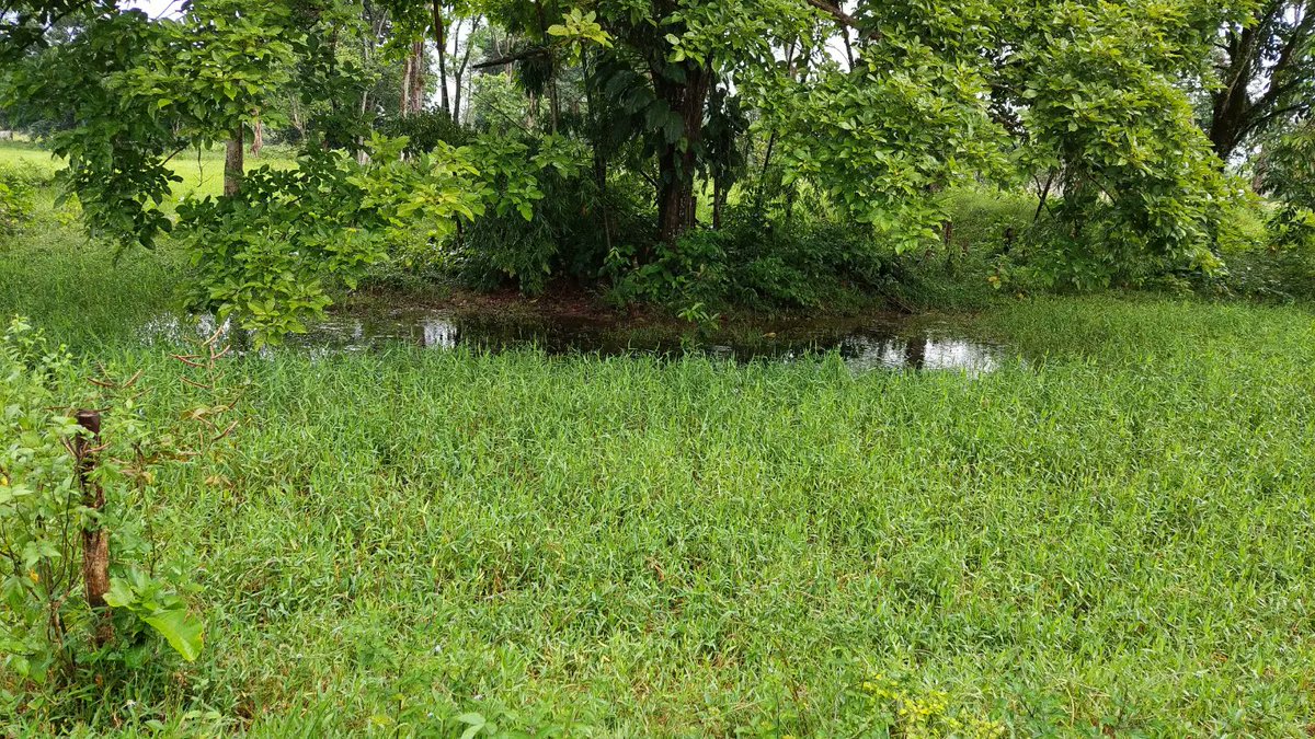 silvopastoralis's tweet image. #SilvopastoreoElReto Estar Ubicados en el Trópico es Ventaja para Establecer Sistemas a #Silvopastoreo, el establecimiento es rápido, la Biodiversidad Vegetal es mayor y permite elegir arreglos arbustos arbóreos y hebáceos Capaces de Sostener alta Productividad de Leche y/o Carne