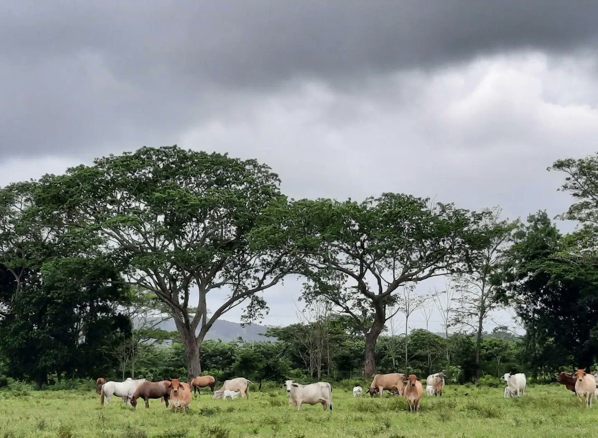 silvopastoralis's tweet image. #SilvopastoreoElReto Estar Ubicados en el Trópico es Ventaja para Establecer Sistemas a #Silvopastoreo, el establecimiento es rápido, la Biodiversidad Vegetal es mayor y permite elegir arreglos arbustos arbóreos y hebáceos Capaces de Sostener alta Productividad de Leche y/o Carne