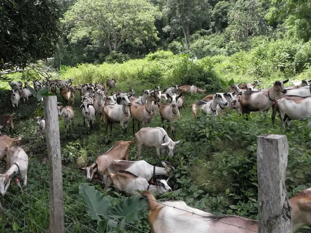 silvopastoralis's tweet image. #SilvopastoreoElReto Estar Ubicados en el Trópico es Ventaja para Establecer Sistemas a #Silvopastoreo, el establecimiento es rápido, la Biodiversidad Vegetal es mayor y permite elegir arreglos arbustos arbóreos y hebáceos Capaces de Sostener alta Productividad de Leche y/o Carne