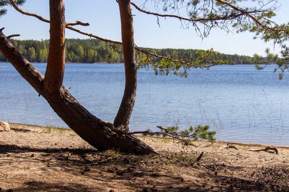 Alkukesästä otettuja kuvia Puumalan Norppapolulta 🦢

👉 saimaageopark.fi/kohteet/norppa… 

#saimaageopark #UNESCOGlobalGeopark #puumala #saimaa #visitsaimaa #suomi #finland #visitfinland