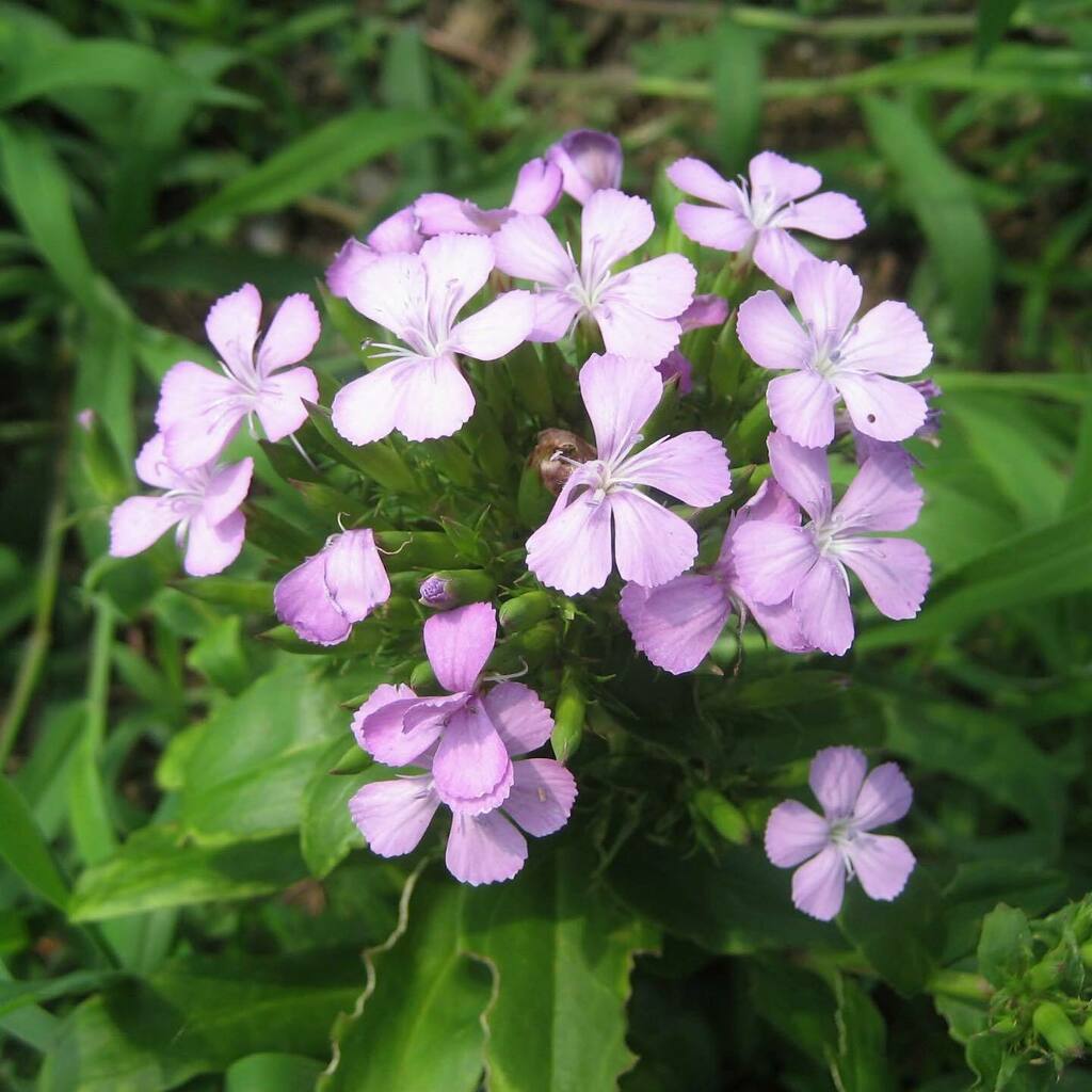 福岡いりえ茶舗 Chairie1947 Twitter