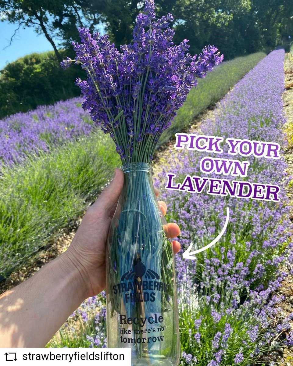 What a great way to reuse a milk bottle! 
Check out what Strawberry Fields Lifton are doing. 
#gogreengoglass #glassprinting #screenprinting #screenprintinguk #seawaysservices #reuserecycle #lavenderpicking #lavender #milkbottle #strawberryfields #usesformilkbottles