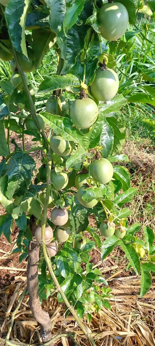 CharlesNjor's tweet photo. The county of Billionaire's loading.......na Governor @wnyakera  .
Agriculture tuko sorted 
Mazao mwafaka
Market iko sorted.
Value addition,chain sorted pia.
#MurangaTurimegukumia
#Farming 
#farmersmarket https://t.co/EOdaOY4aYY