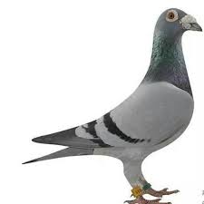 1sh0oS's tweet photo. شركة مكافحة حشرات بالدمام
شركة مكافحة حمام تركيب طارد حمام بالدمام
تركيب شبك الحمام بالدمام
شركة مكافحة النمل الابيض ورش الدفان والصراصير والفئران والبق والجراد بالدمام
شركة تنظيف منازل شقق فلل بيوت كنب موكيت مجالس سجاد ستائر مساجد مكاتب بالدمام بالخبر بالقطيف بالجبيل بالاحساء https://t.co/CXjg6M1AB2