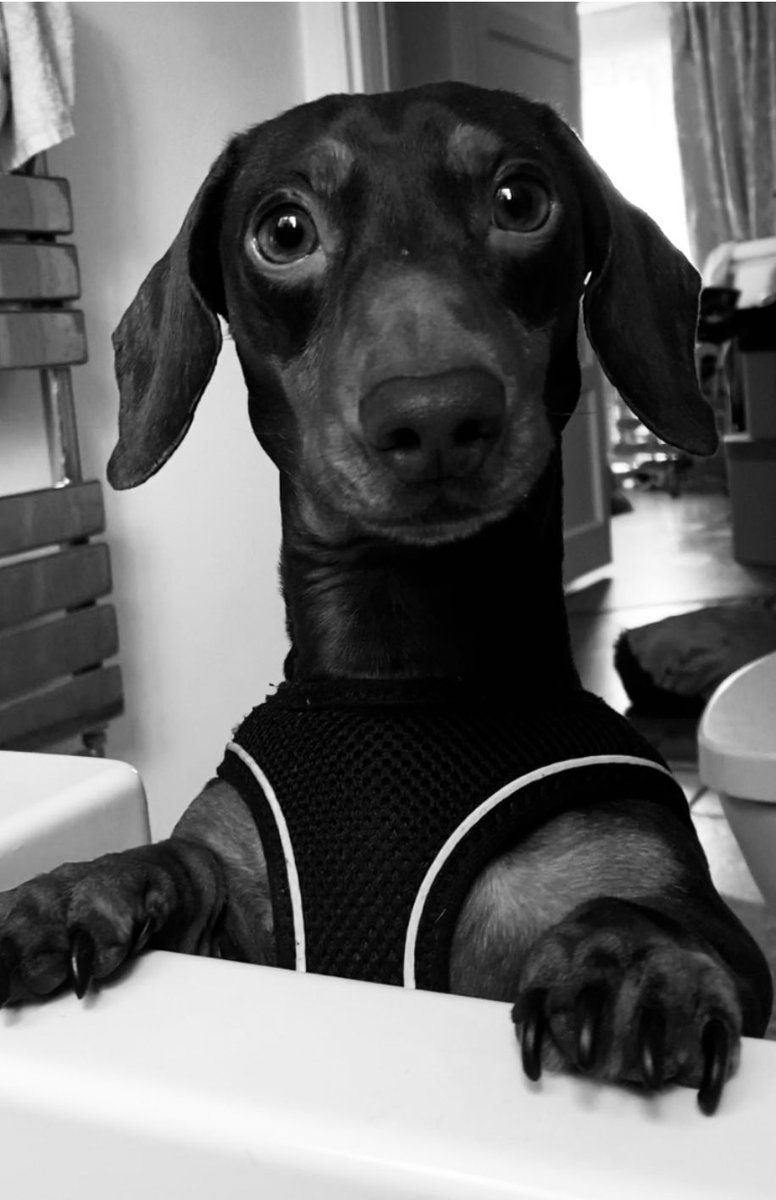 Look at that face! Absolutely livid that I’m taking a bath and not playing ball(!) 😂💗 #sausagedog #dachshund #miniaturedachshund #weiner