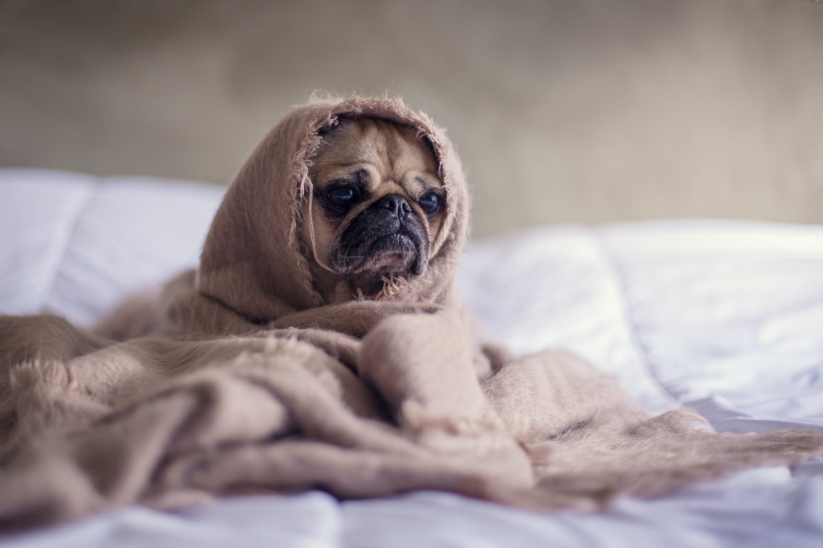 Don't let your 4-legged friend end up like this poor little guy...

When going away, it can be hard to leave your dog behind. This is why at The Swan we have special rooms which are dog friendly!

Get in touch before booking to secure your dog friendly getaway🐕
