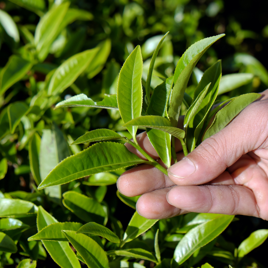 vihabavietnam's tweet photo. [How do green tea leaves turn into black tea?]

It goes through 6 steps: Plucking, Withering, Rolling, Fermentation, Drying, Sorting and packing.

#tea #blacktea #othodox #OTD #produce #vietnamesetea #vietnam #export #import #agriculture #agribusiness #vihaba https://t.co/2isMWodXor