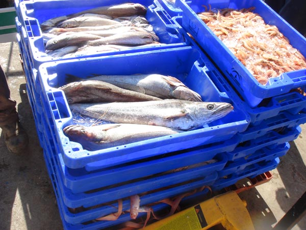 📢 @FishClim, nuevo proyecto liderado por el <a href="/CSIC/">CSIC</a>.

🐟Estudiará las alteraciones derivadas del cambio climático que se esperan en cinco especies marinas para que el sector pesquero pueda adaptarse a ellas.

ℹ️ Más info 👉 icman.csic.es/es/?p=2555