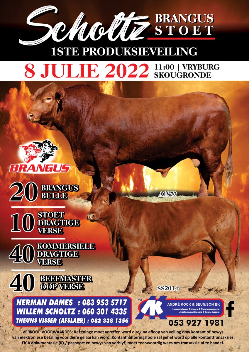 Stockfarmmag's tweet photo. With excellent mothering skills, #Brangus cows deliver good quality calves. You can buy some top Brangus animals at Scholtz Brangus’ first #productionauction on 8 July at 11:00 at the #Vryburg showgrounds. Look at the advertisement below for more details.
#andrekockenseun https://t.co/s2EMqzSWhf