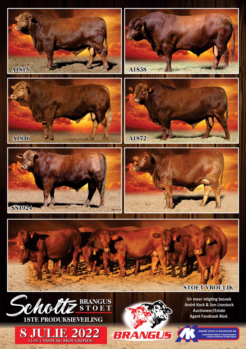 Stockfarmmag's tweet photo. With excellent mothering skills, #Brangus cows deliver good quality calves. You can buy some top Brangus animals at Scholtz Brangus’ first #productionauction on 8 July at 11:00 at the #Vryburg showgrounds. Look at the advertisement below for more details.
#andrekockenseun https://t.co/s2EMqzSWhf
