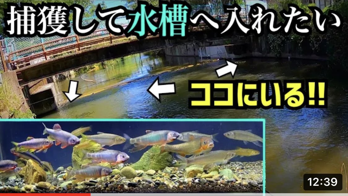 きな猫釣ch Kina N77 Twitter