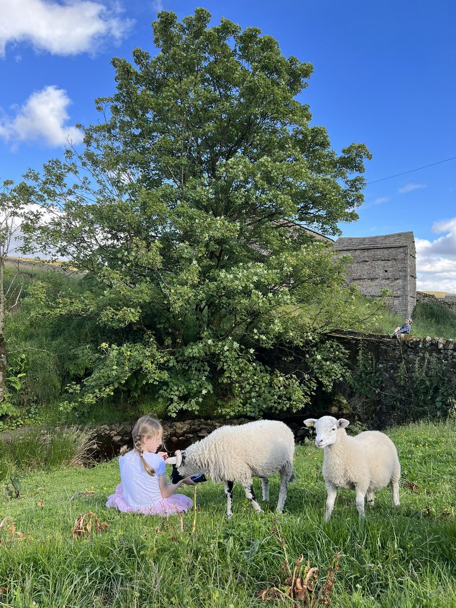 The moment the sun shines the children want to play in the beck. 
Pet lambs wanna go along tutu.🐑👗 
☀️ 🌊 #shepherdess #swaledale #yorkshire #sunshine