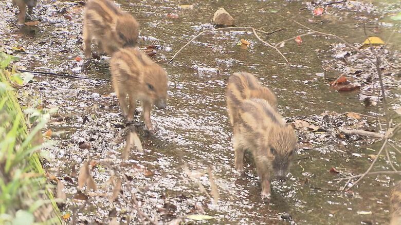 水路に落ちたウリ坊 助けてはダメ 鳥獣保護法の規定 救出した男性 雨が降ると溺れてしまう Twitter