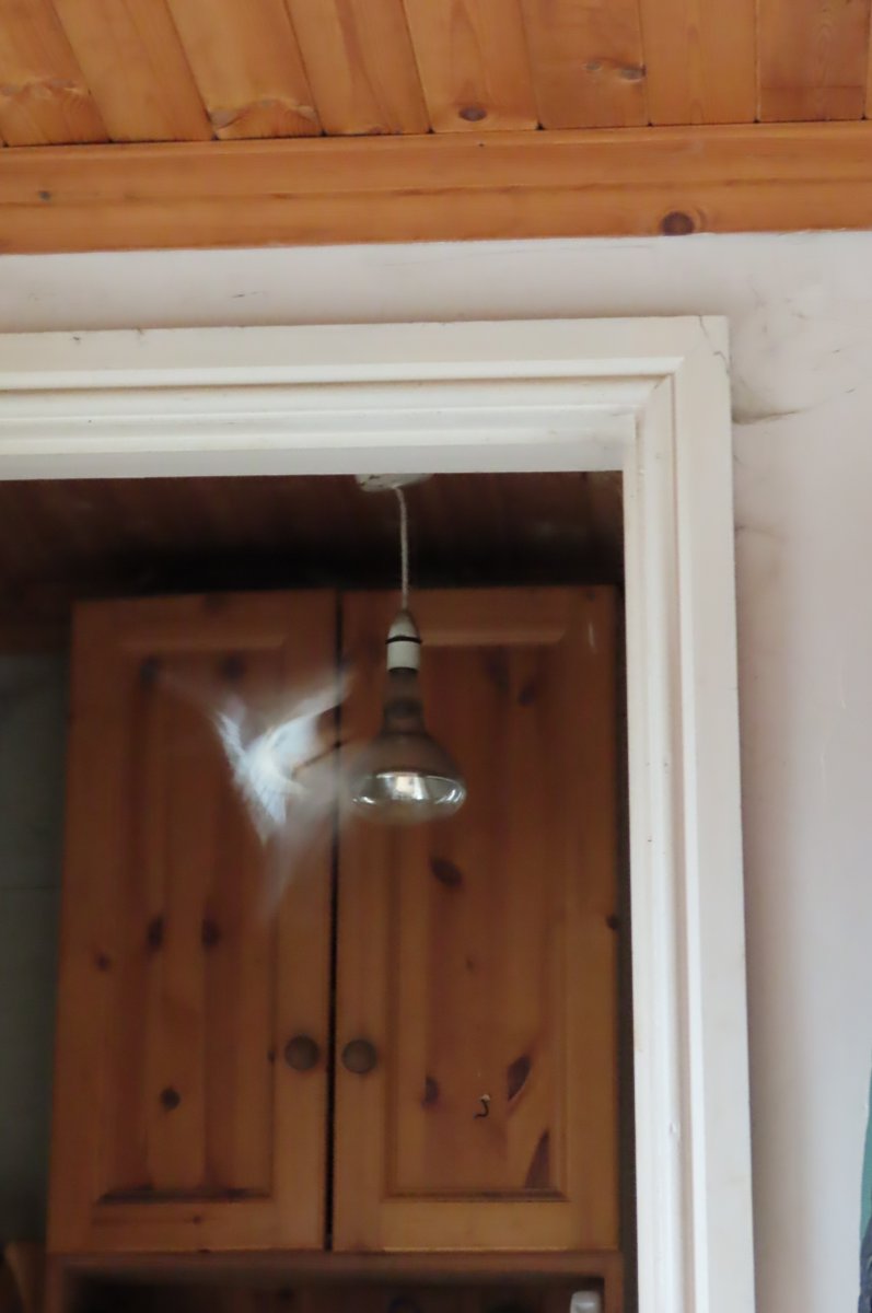 donnarainey4's tweet photo. Beat this nature Twitter, my friend has #Swallows nesting in his house in the downstairs loo! Parent birds flying in & out constantly feeding. Up close to #nature #letnaturein https://t.co/GzQSU07gZ0