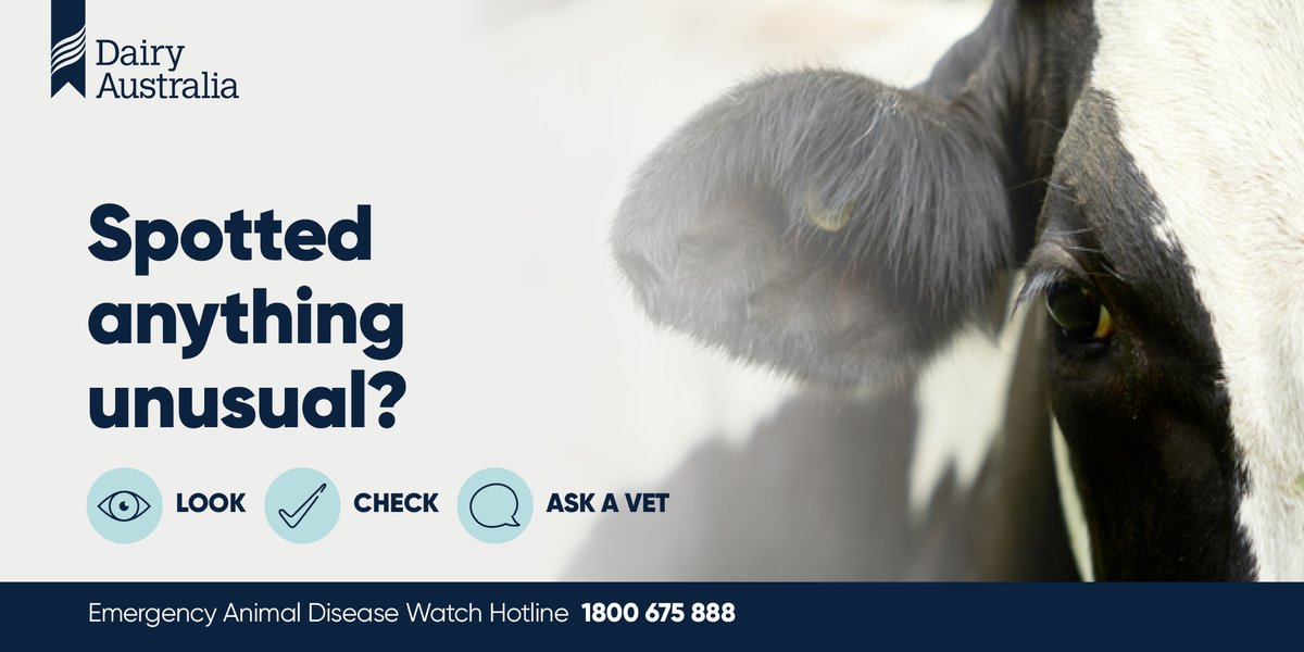 Dairy_Australia's tweet photo. The detection of Foot-and-Mouth Disease in Bali means it's vital the #AusDairy industry is on alert &amp; prepared. If you suspect FMD in your livestock, call your vet &amp; the Emergency Animal Disease Watch Hotline immediately. Info &amp; resources available at: https://t.co/UJT1NNFOa7 https://t.co/azw3IPruw9