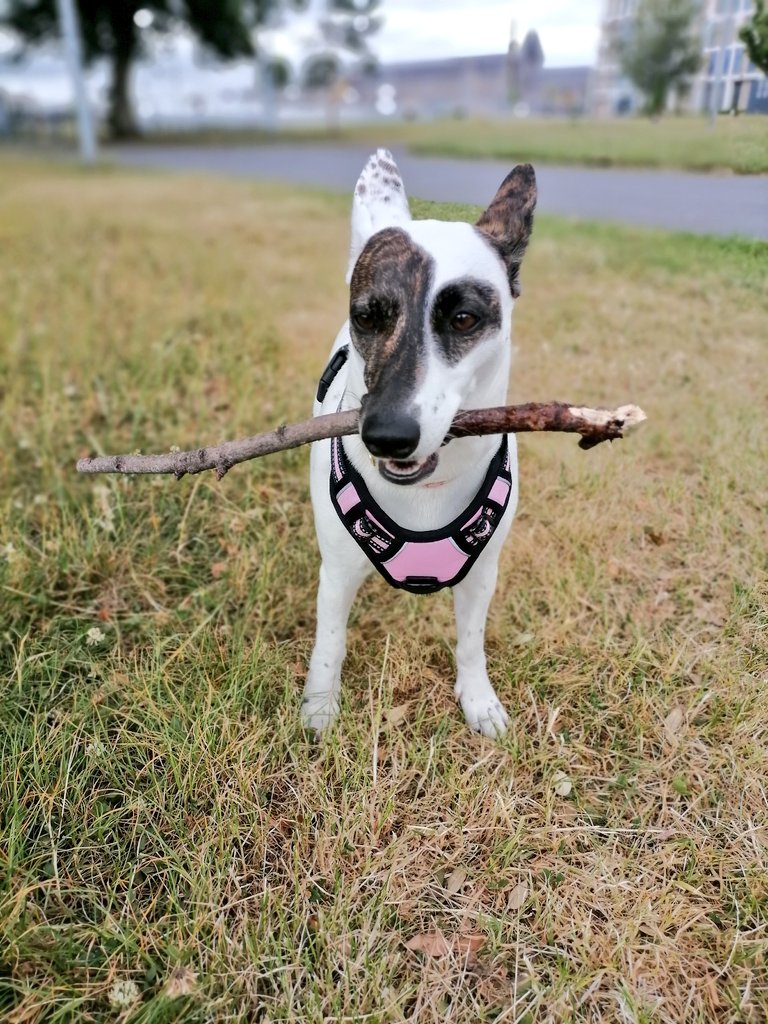 pauldunphy's tweet photo. Hello everyone. Here is my branch manager Gabby to brighten your timeline. ❤️ We're having a lovely summer and hope you all are too. (Btw, I'm jumping on and off social media for the summer). Anyone else got branch manager pics!?🐾😊 #dogsoftwitter #BranchManagers https://t.co/Yluqgf2FMX