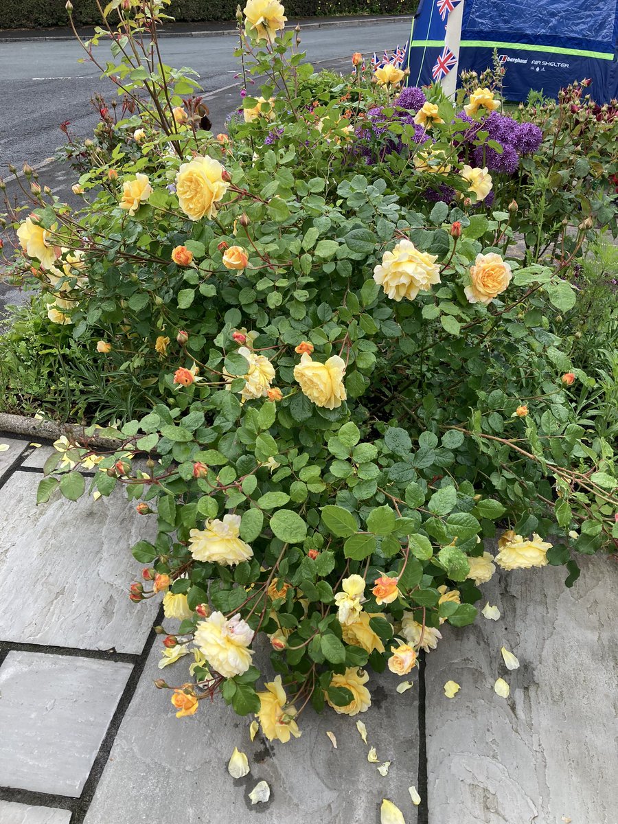 SandriaBurkins1's tweet image. ‘The poet’s wife’ and ‘Crown Princess Margharita’ for #RoseWednesday