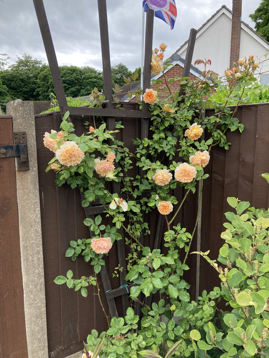 SandriaBurkins1's tweet image. ‘The poet’s wife’ and ‘Crown Princess Margharita’ for #RoseWednesday