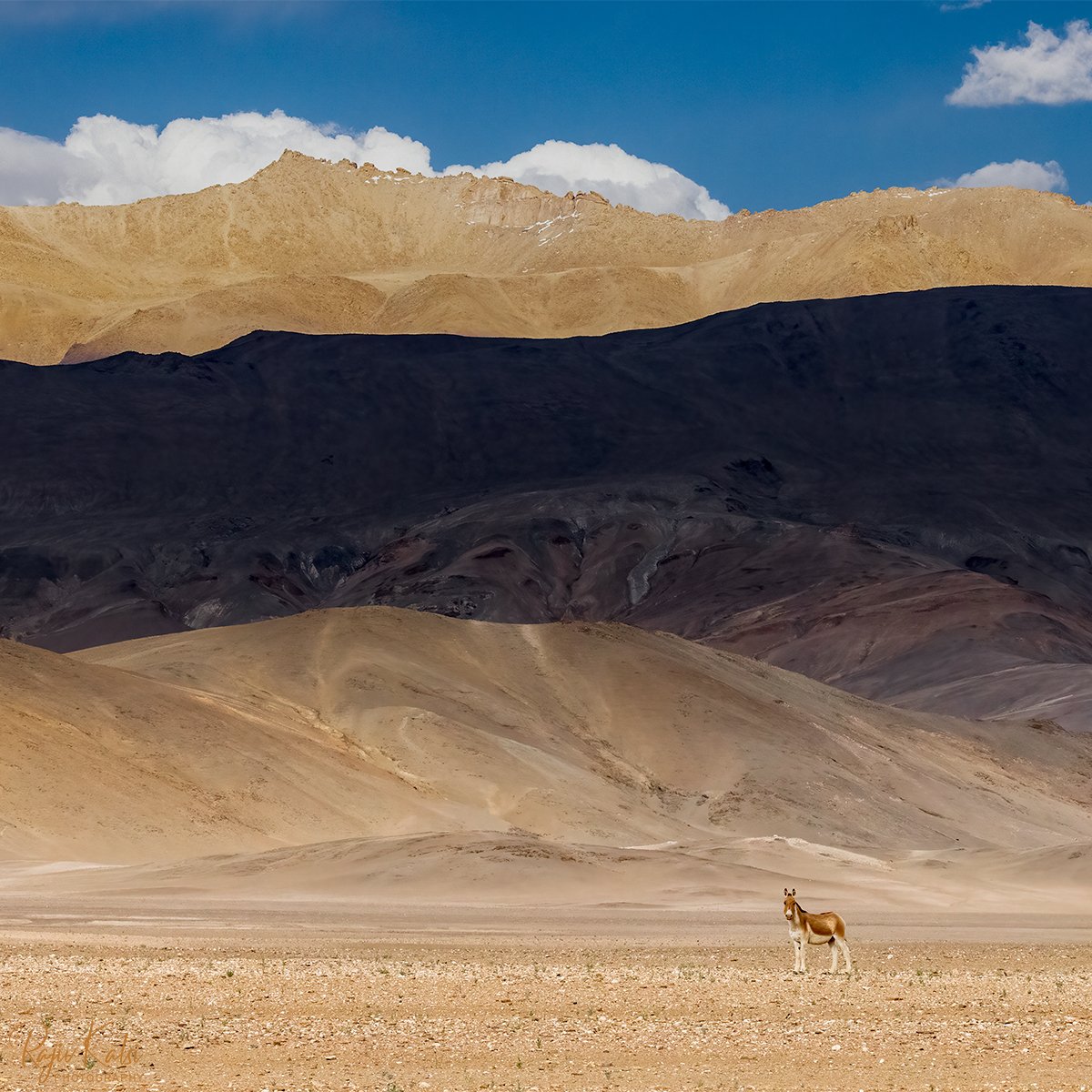 rajivkalsi's tweet photo. Tibetan Wild Ass or Kiang in Hanle Plains. Ladakh, India. June 2022
@Team_eBird @Canon_India
#CapturedOnCanon #CanonPhotography #bbcwildlifePOTD #wildlifephotography #SPmagazine #Ladakh https://t.co/cPLHz3epDh