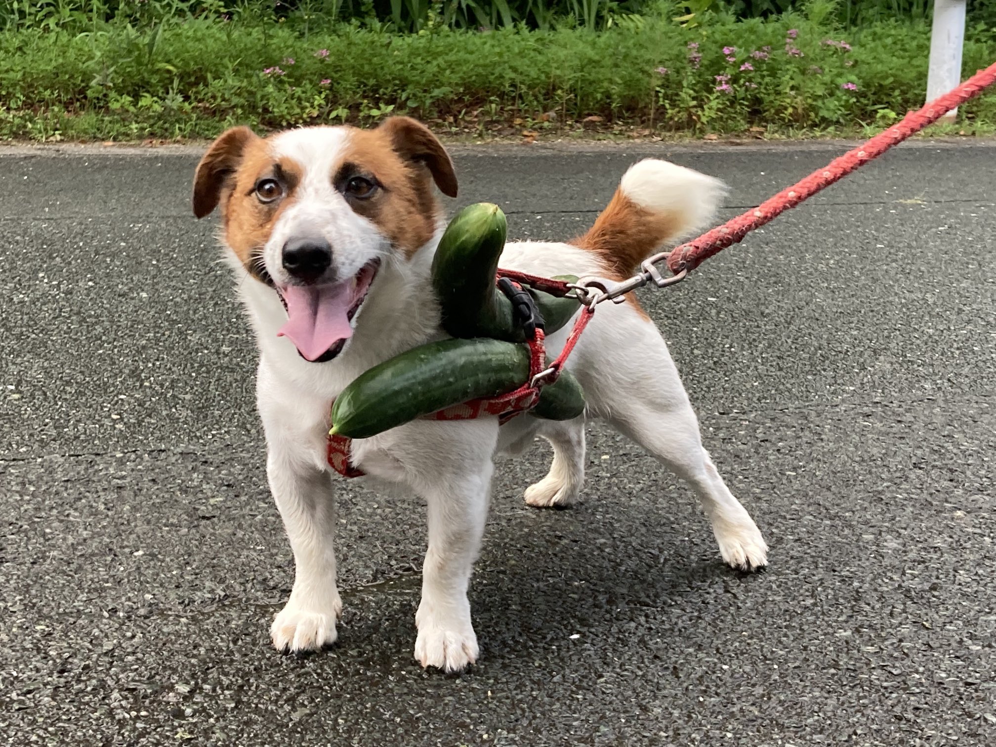 Podivejte Se Na Tweet Uzivatele K Muusu Na Twitteru Twitter