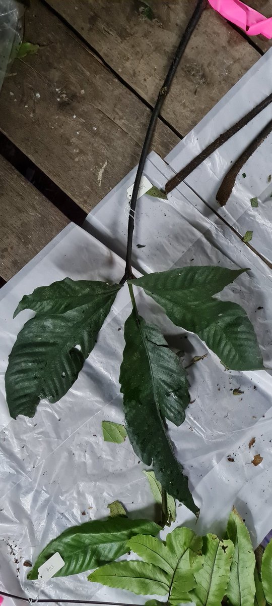 Alliance for Conservation Tree Genomics (@actgenomics) on Twitter photo Rainy day in #Teraja, #Brunei today, but we managed to sample the diverse #Annonaceae and #Fern flora today along the local sungai #Polyalthia #Christensenia <a href="/UBD_IBER/">IBER UBD</a> @BRIT_org <a href="/bgci/">Botanic Gardens Conservation International</a> <a href="/LinskyJean/">Jean Linsky</a> <a href="/danielecicuzza/">Daniele Cicuzza</a> #GGI_grant #genomics #conservation #biodiversity Rainy day in #Teraja, #Brunei today, but we managed to sample the diverse #Annonaceae and #Fern flora today along the local sungai #Polyalthia #Christensenia <a href="/UBD_IBER/">IBER UBD</a> @BRIT_org <a href="/bgci/">Botanic Gardens Conservation International</a> <a href="/LinskyJean/">Jean Linsky</a> <a href="/danielecicuzza/">Daniele Cicuzza</a> #GGI_grant #genomics #conservation #biodiversity