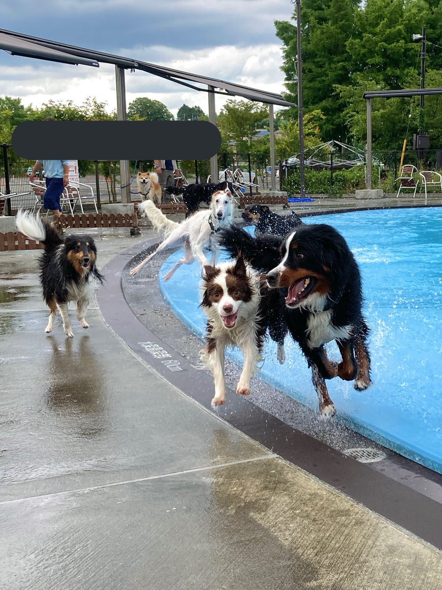 プール楽しかったね 楽しさが凝縮された大型犬のみなさんの画像 躍動感いっぱいで嬉しくなっちゃう Togetter