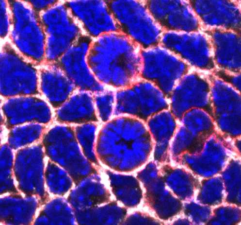 BMCBiology's tweet photo. Anillin governs mitotic rounding during early epidermal development. 

Read the article here: https://t.co/VkSADhGxKW https://t.co/5b1x75zhcb