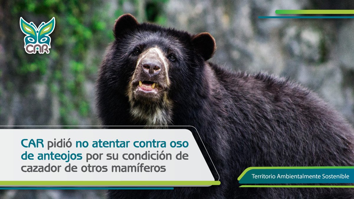 CAR_Cundi's tweet photo. #Atención #NoticiasCAR| 📱📣 Tras conocer un video que circula por redes sociales en el que se ve el ataque de un oso de anteojos a un ternero, hacemos un llamado a NO atentar contra esta especie como represalia por su condición de depredador.  

>>> https://t.co/ddqSOptbRc https://t.co/0UzaLPIMZc