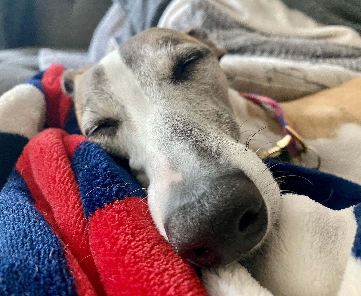 CoraTheWhippet's tweet image. Declaring today a holiday!!! 📣#whippetwednesday

Cancel all meetings
Everyone back to bed
Mandatory naps
Hourly snacks and belly rubs
#whippet #dogsoftwitter #dogs
#houndsoftwitter #Wednesday