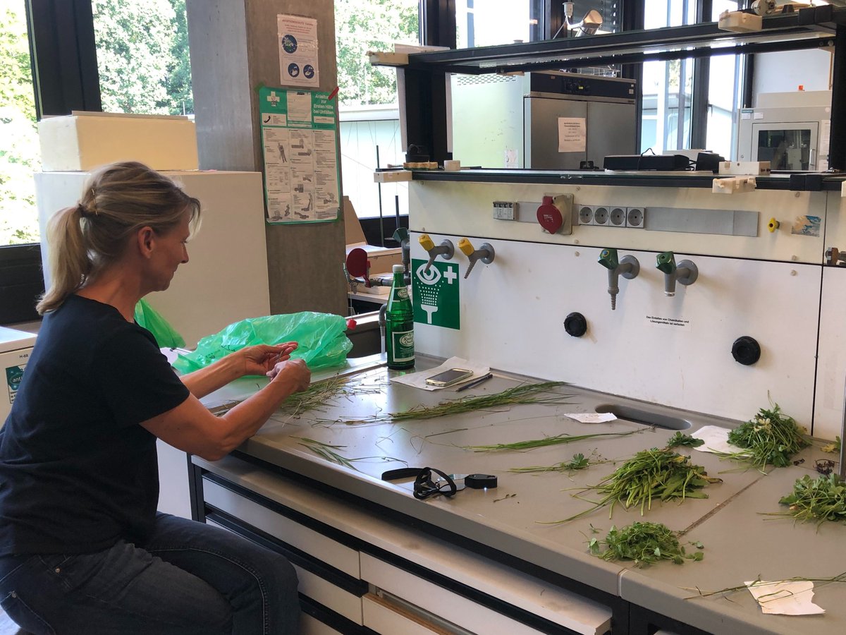 DisturbanceEco1's tweet image. species-specific #Biomass sorting #susAlps, Our GCE Master students and international interns. Our Lab tech Christina (1st image), first time on social media.1/2