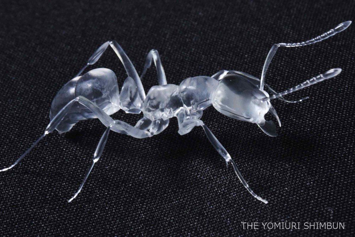 愛知県豊川市の「 #Ｊｐキュービック 」が、透明な #アクリル を切削して作った実物大の昆虫などをインスタグラム instagram.com/jpcubic/ で公開しています。触覚や関節など細部まで忠実に再現。#昆虫図鑑 #acrylicart
記事はyomiuri.co.jp/local/chubu/