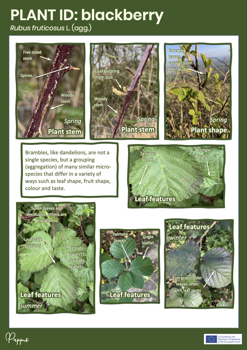 Julie Mountain 🇪🇺 💚🤍💜 tweet media