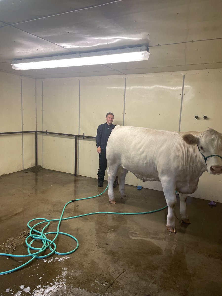 paulmrobertson1's tweet photo. The price you pay for being #beidentifiable on show day. #whitecattle #charolais. Neepawa &amp; area 4h beef interclub show today. Smoked brisket supper at 6 provided by Cutrite meats in person/online sale to follow at 7pm tonight. Go to @neepawaarea4h.com if u can’t come in person https://t.co/UzrvRYxyny
