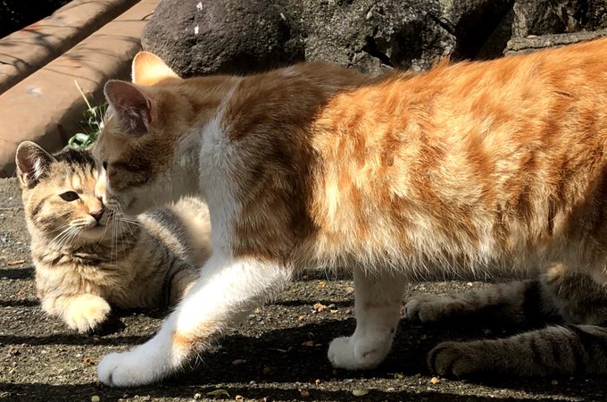 ハイパーネコチャン 