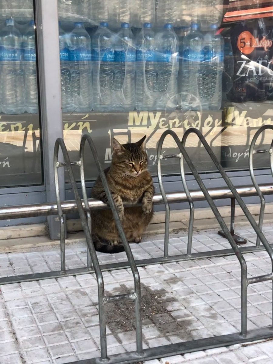 Bodega Cats (@bodegacats_) on Twitter photo 