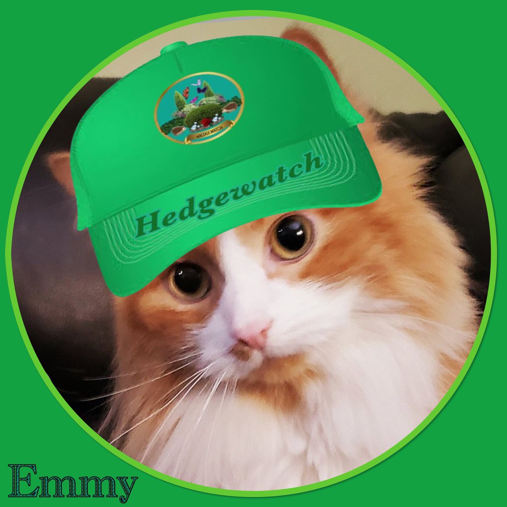 Hedgewatchers's tweet photo. 📢 Calling all #Hedgewatch’ers!

 Please welcome Emmy @EmmyZENcat to the team! 🐾🌳

Here we see Emmy doing a MEOW 🪟 &amp; POPPIES 🌸 🌺 shift at her home in Ontario, Catnada 🇨🇦 😺 https://t.co/r2L1IPP7jA