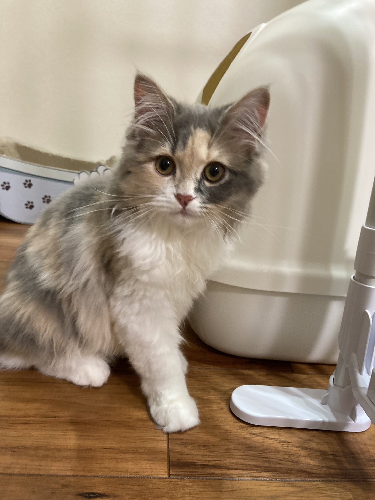 猫バズったー Yoccha6oo Twitter